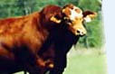 Livestock